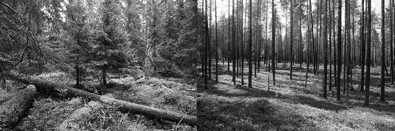 Natural intact uneven-aged dark coniferous forest with a sustainable generational flow (left), and post-fire secondary pine forest with an even-aged stand (right)
