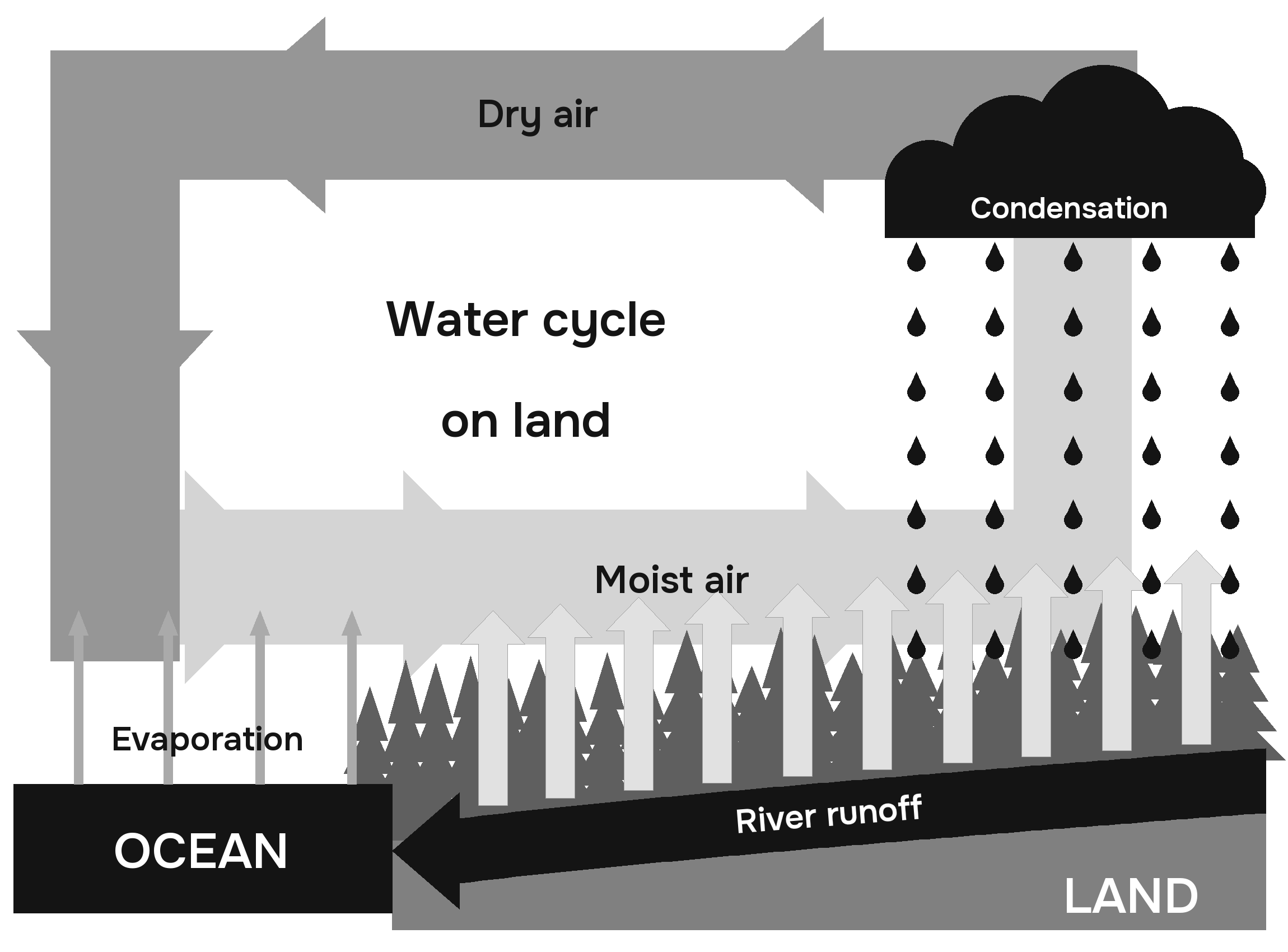 Mechanism of biotic regulation of the water cycle on land. Only intact forest areas can fully perform these functions (Makarieva A. M., Gorshkov V. G.)
